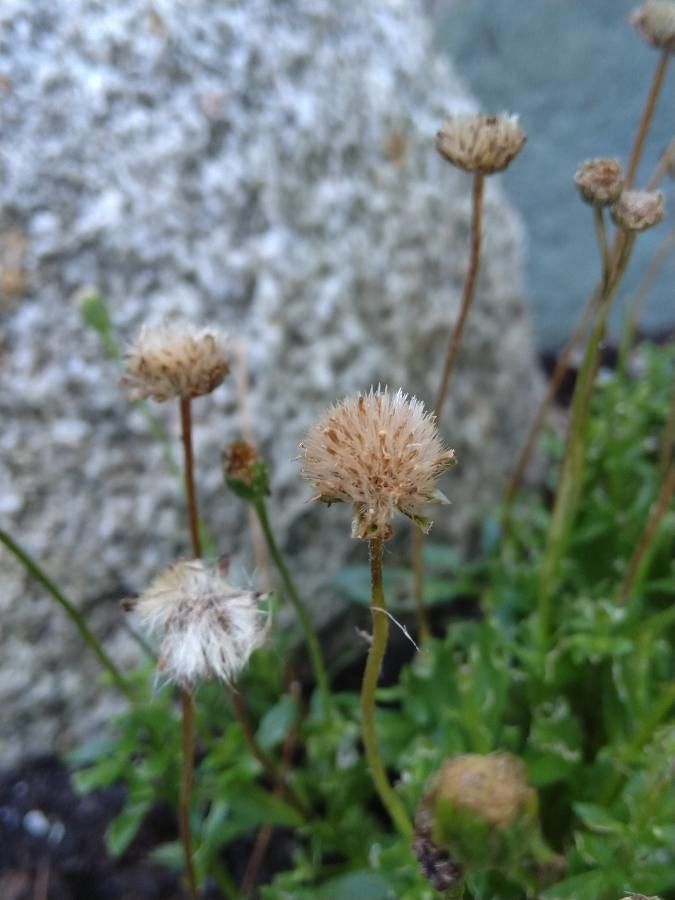 Felicia amelloides fruit