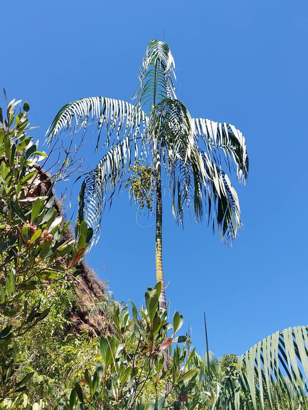 Dypsis onilahensis habit
