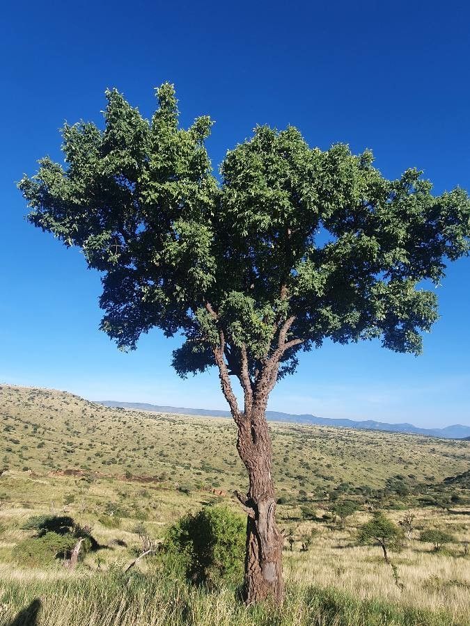 Zanthoxylum chalybeum habit