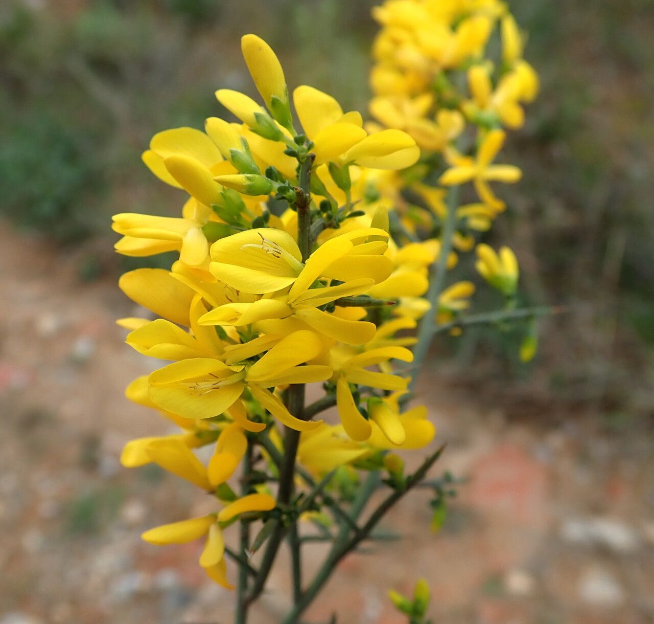 Cytisus spinosus flower