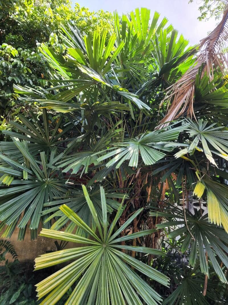 Licuala spinosa habit