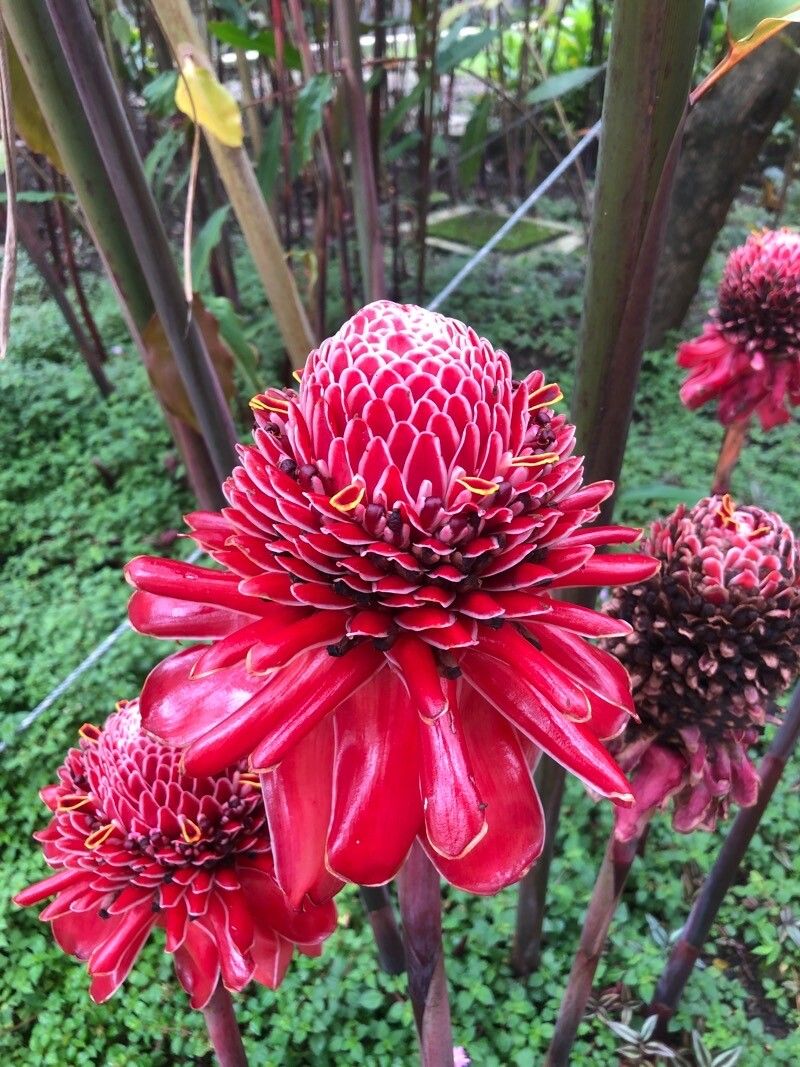 Etlingera fulgens — search result for 'Zingiberaceae'