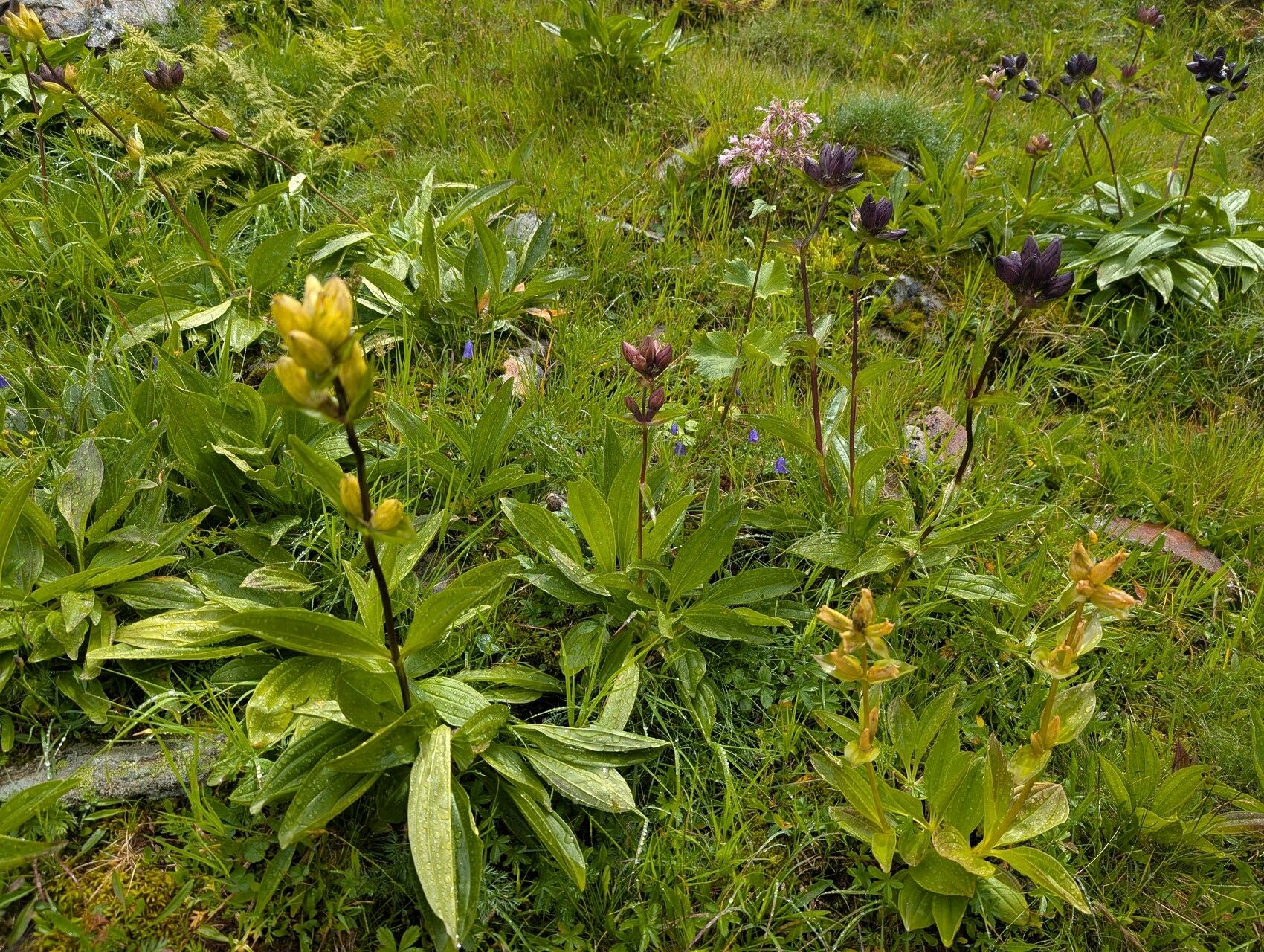 Gentiana × gaudiniana habit