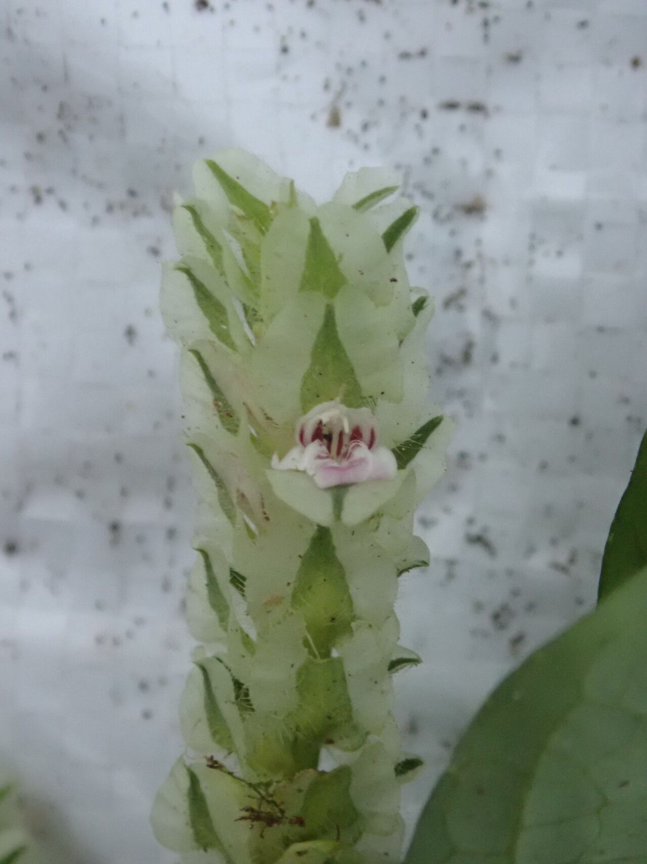 Rungia paxiana — houseplant care guide