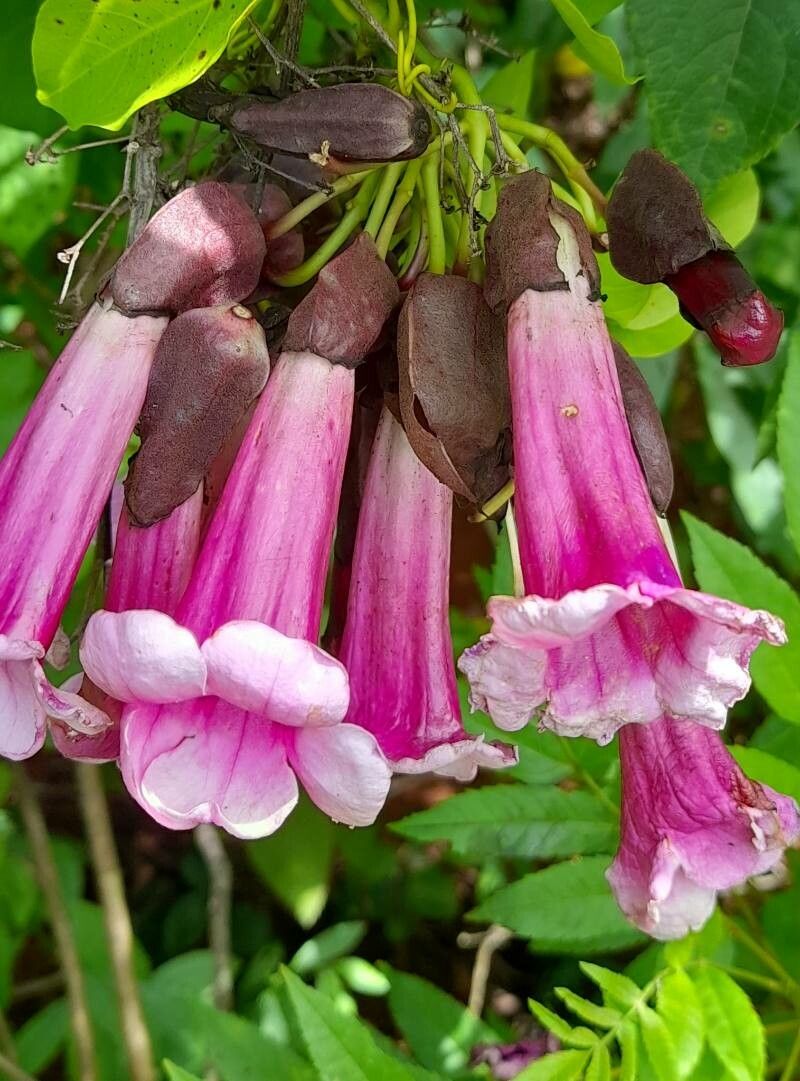 Dolichandra chodatii flower