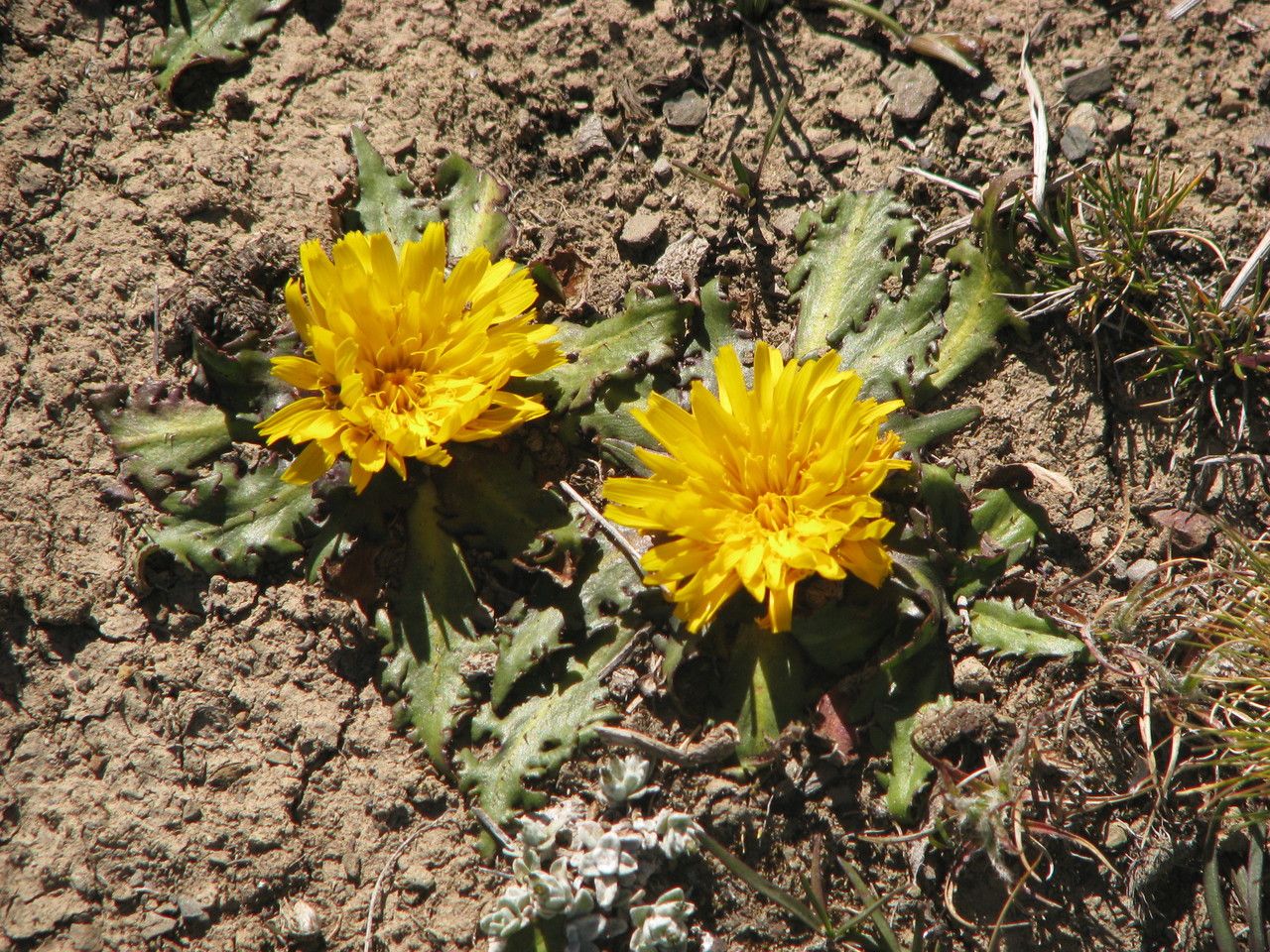 Hypochaeris meyeniana habit