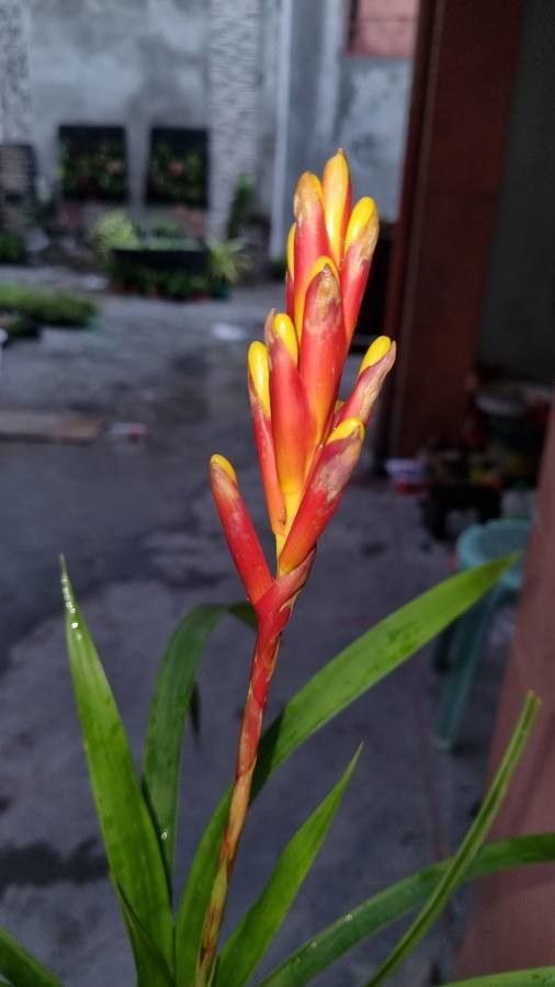 Guzmania dissitiflora — search result for 'Guzmania'