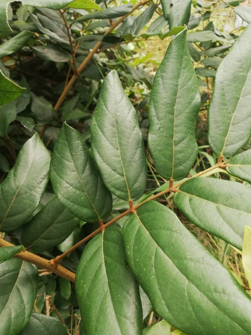 Millettia theuszii leaf