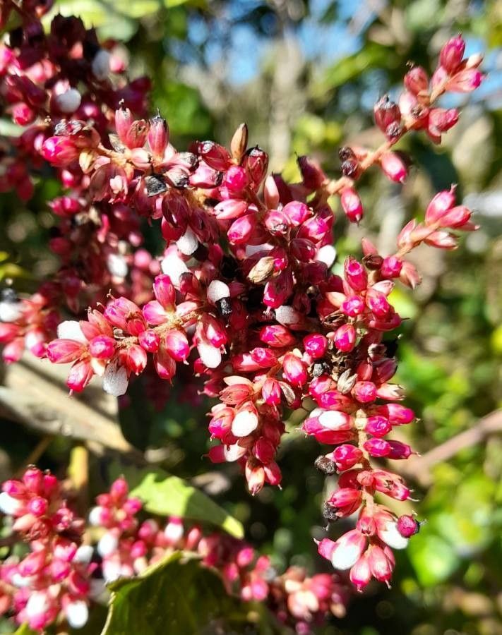 Chamissoa altissima flower