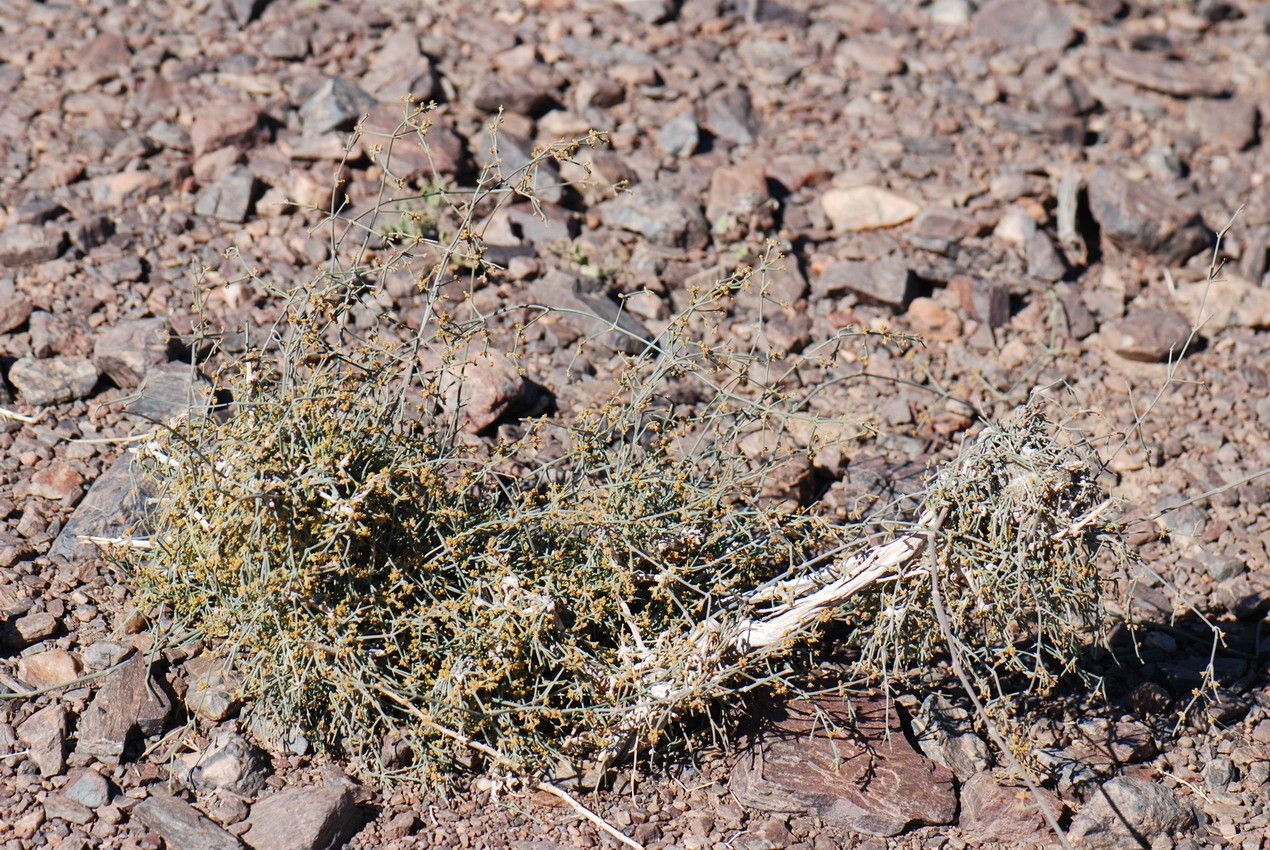 Randonia africana habit