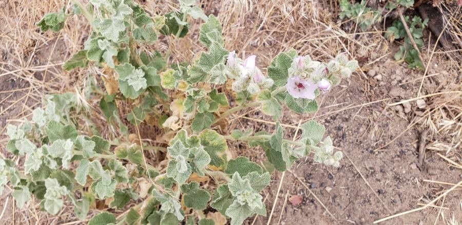 Malacothamnus aboriginum flower