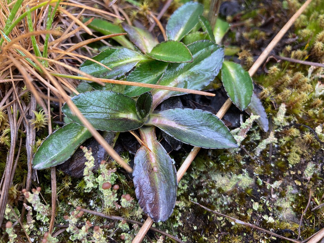Eryngium humile — search result for 'Eryngium'
