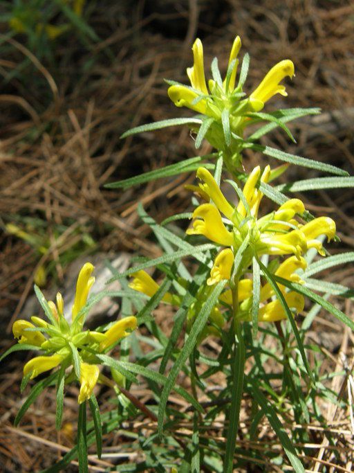 Pedicularis angustifolia habit