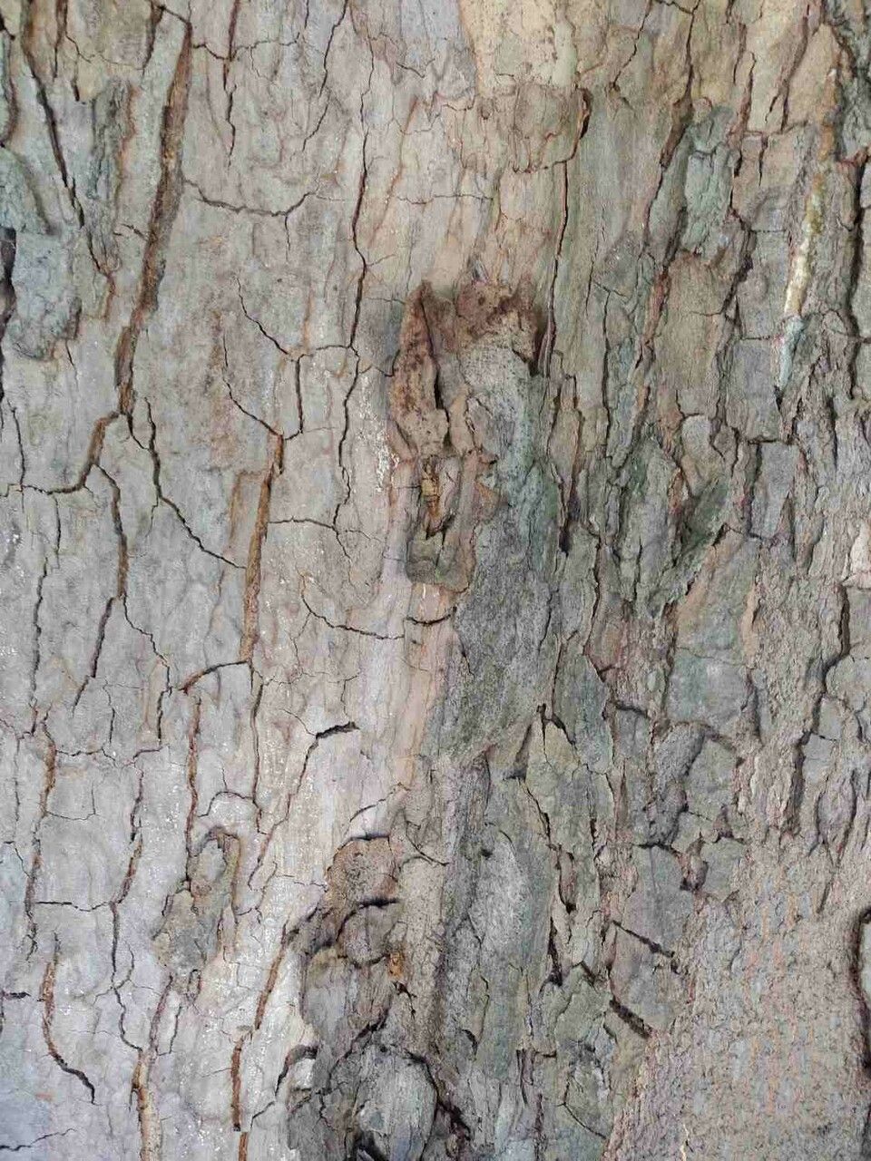 Swartzia langsdorffii bark