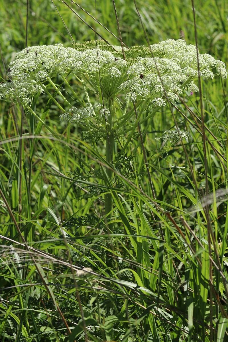 Pleurospermum uralense flower