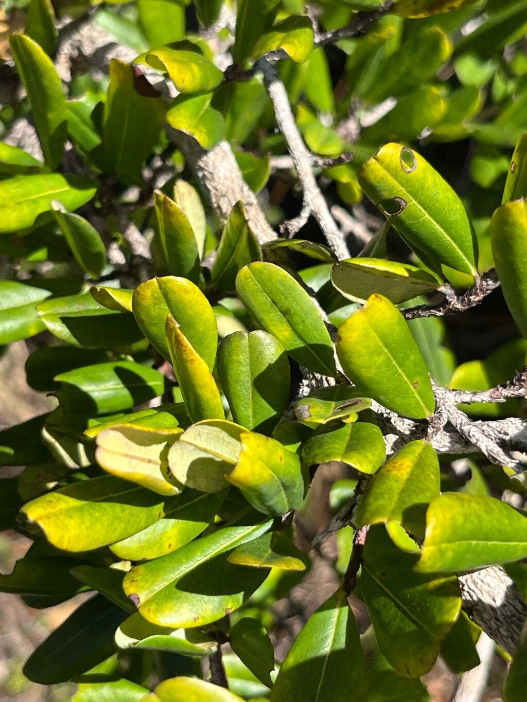 Erythroxylum reticulatum — houseplant care guide