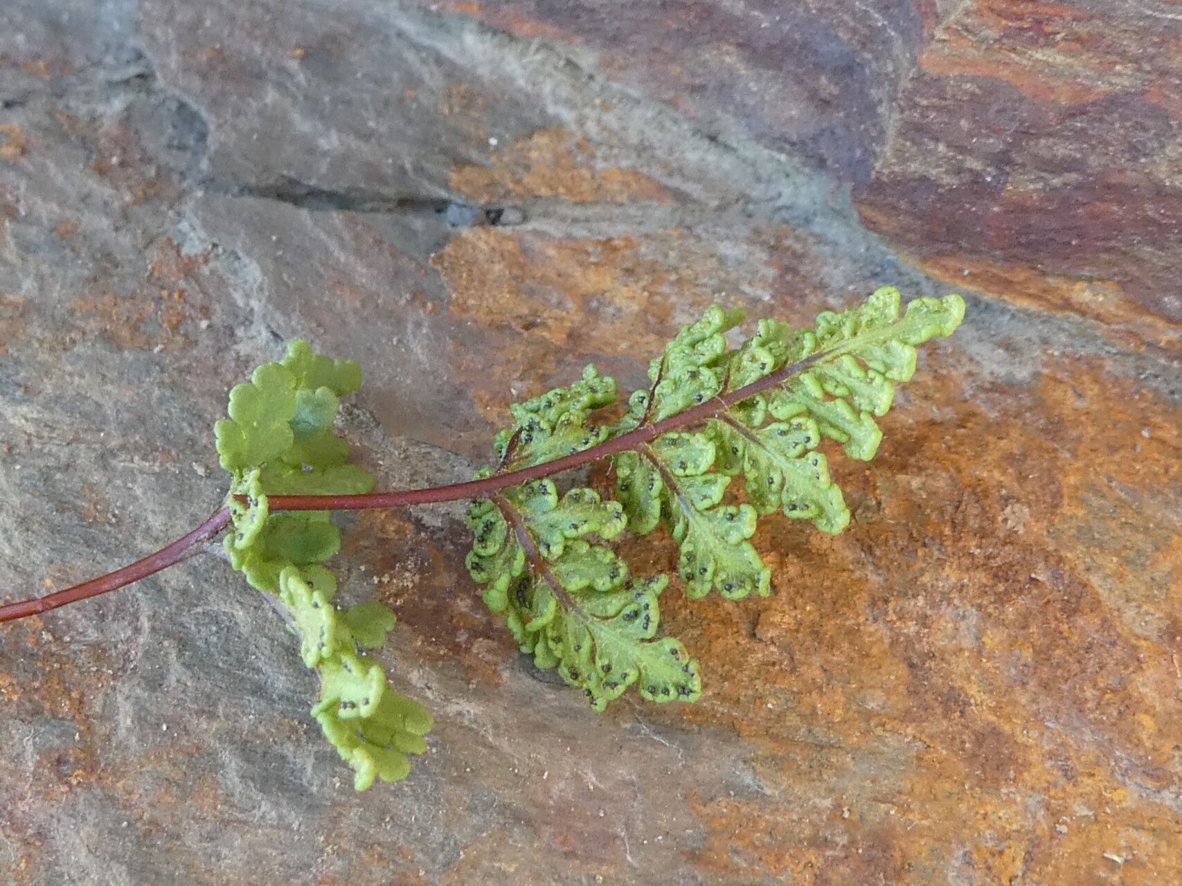 Hemionitis hispanica leaf