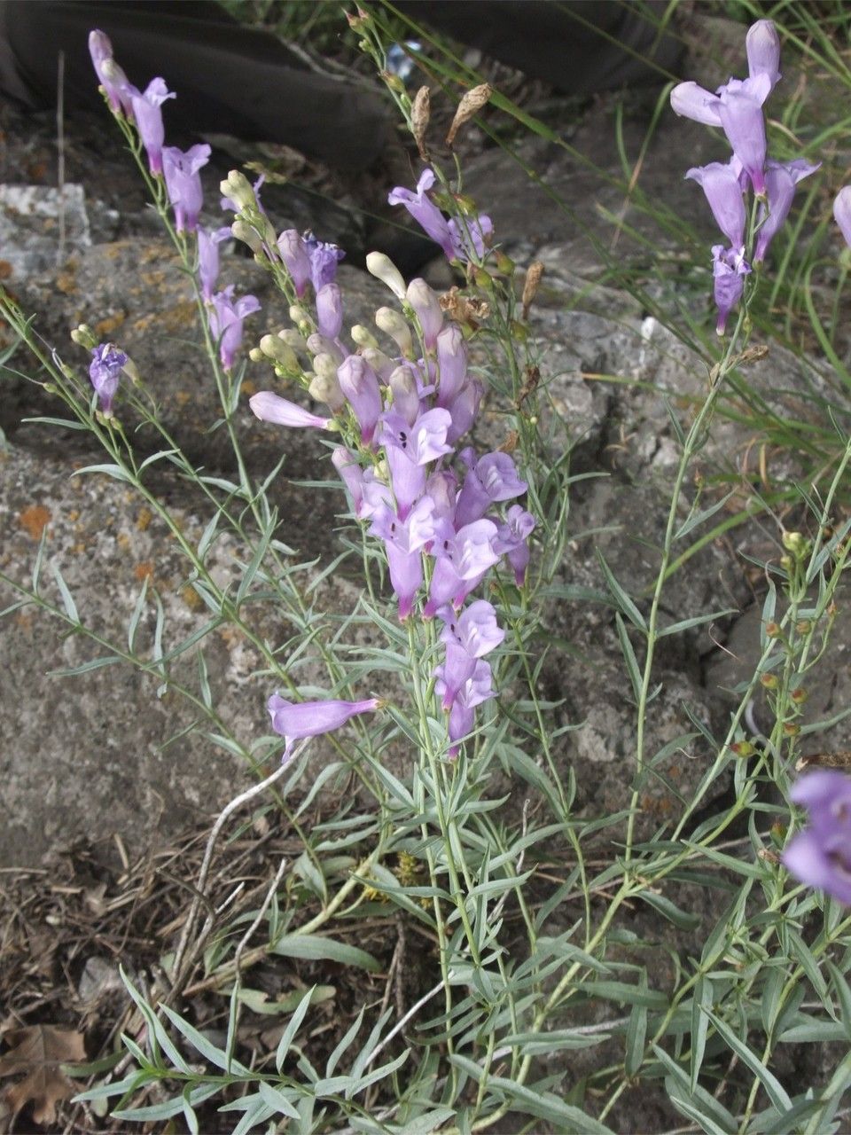 Penstemon sepalulus habit