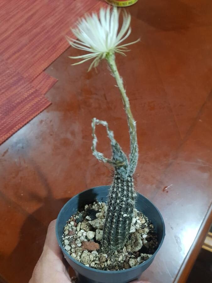 Echinopsis mirabilis habit