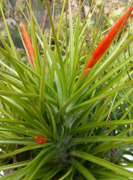 Tillandsia caulescens — houseplant care guide
