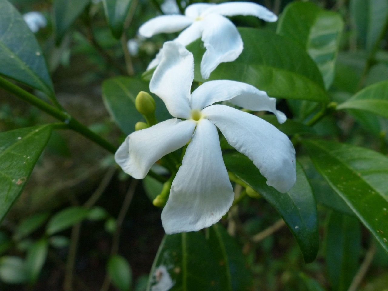 Ervatamia coronaria flower