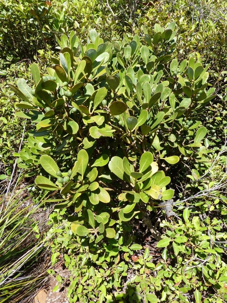 Zygogynum crassifolium habit