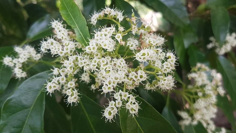 Ehretia macrophylla flower