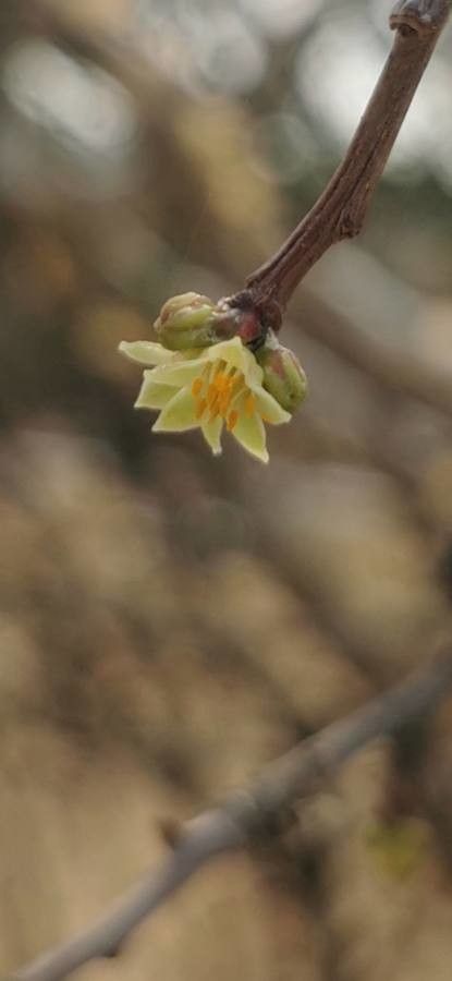 Bursera fagaroides flower