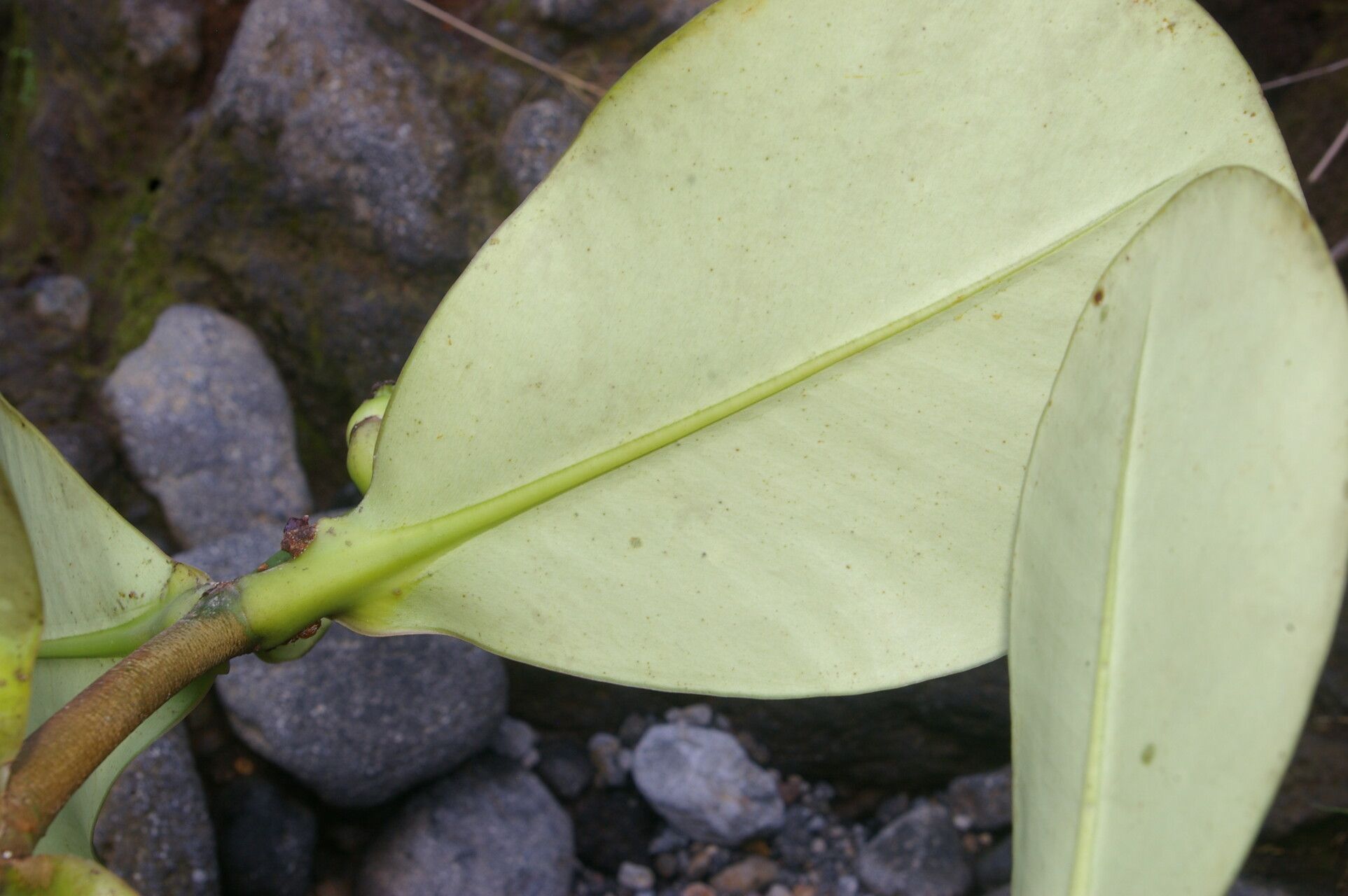 Clusia stenophylla — search result for 'Clusia'