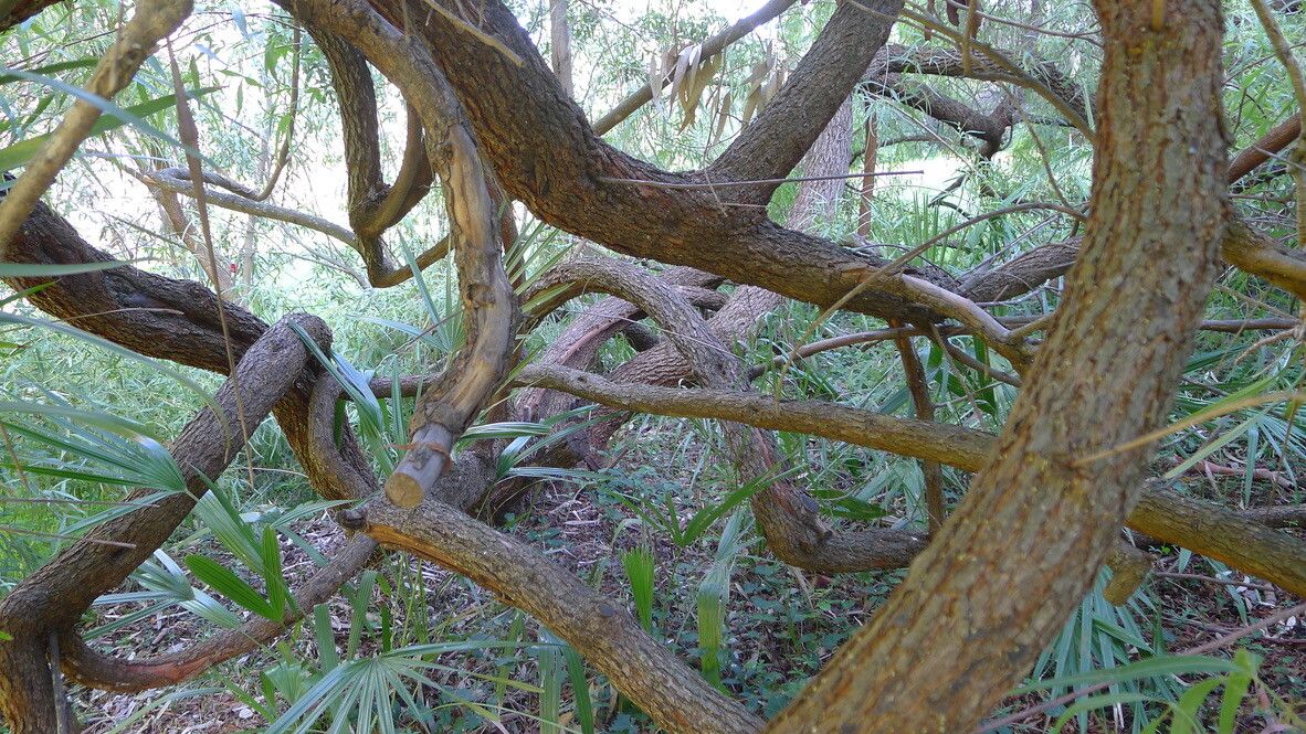 Searsia gerrardii bark