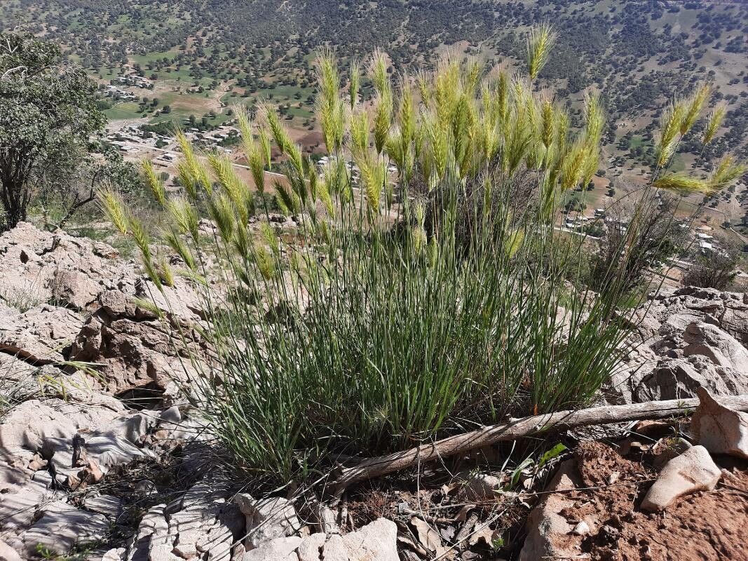 Elymus elymoides fruit