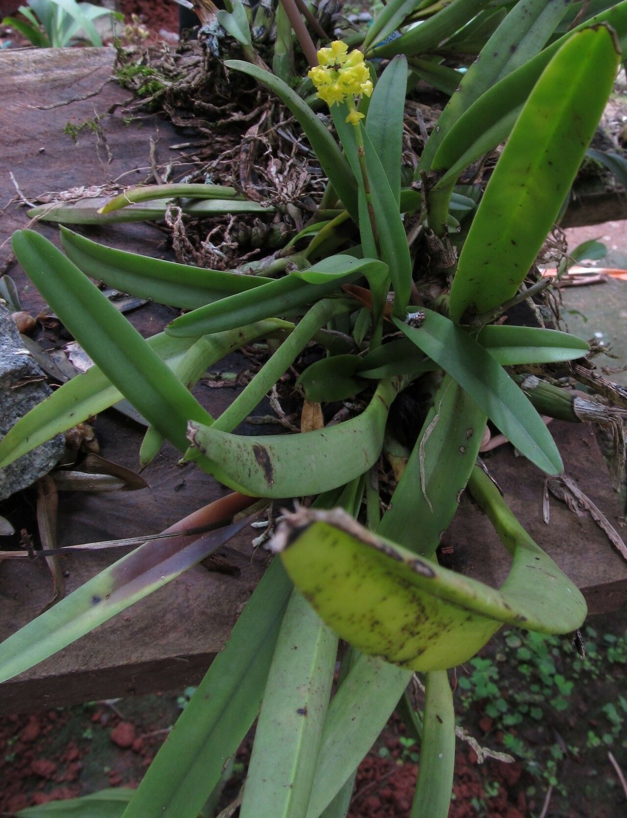 Polystachya golungensis — houseplant care guide