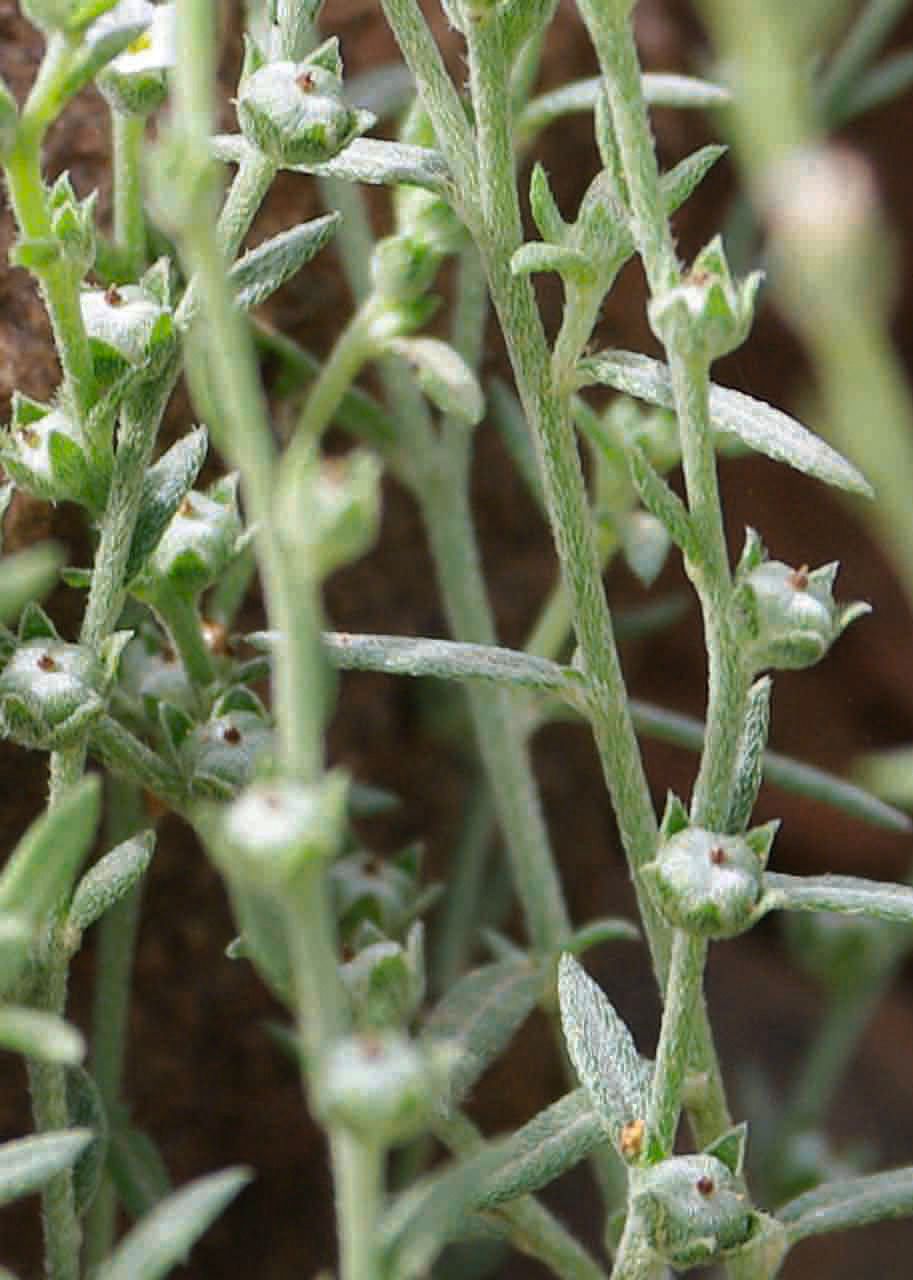 Heliotropium strigosum fruit