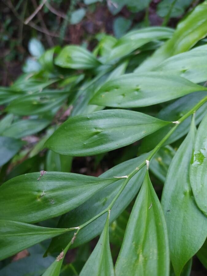 Ruscus colchicus leaf