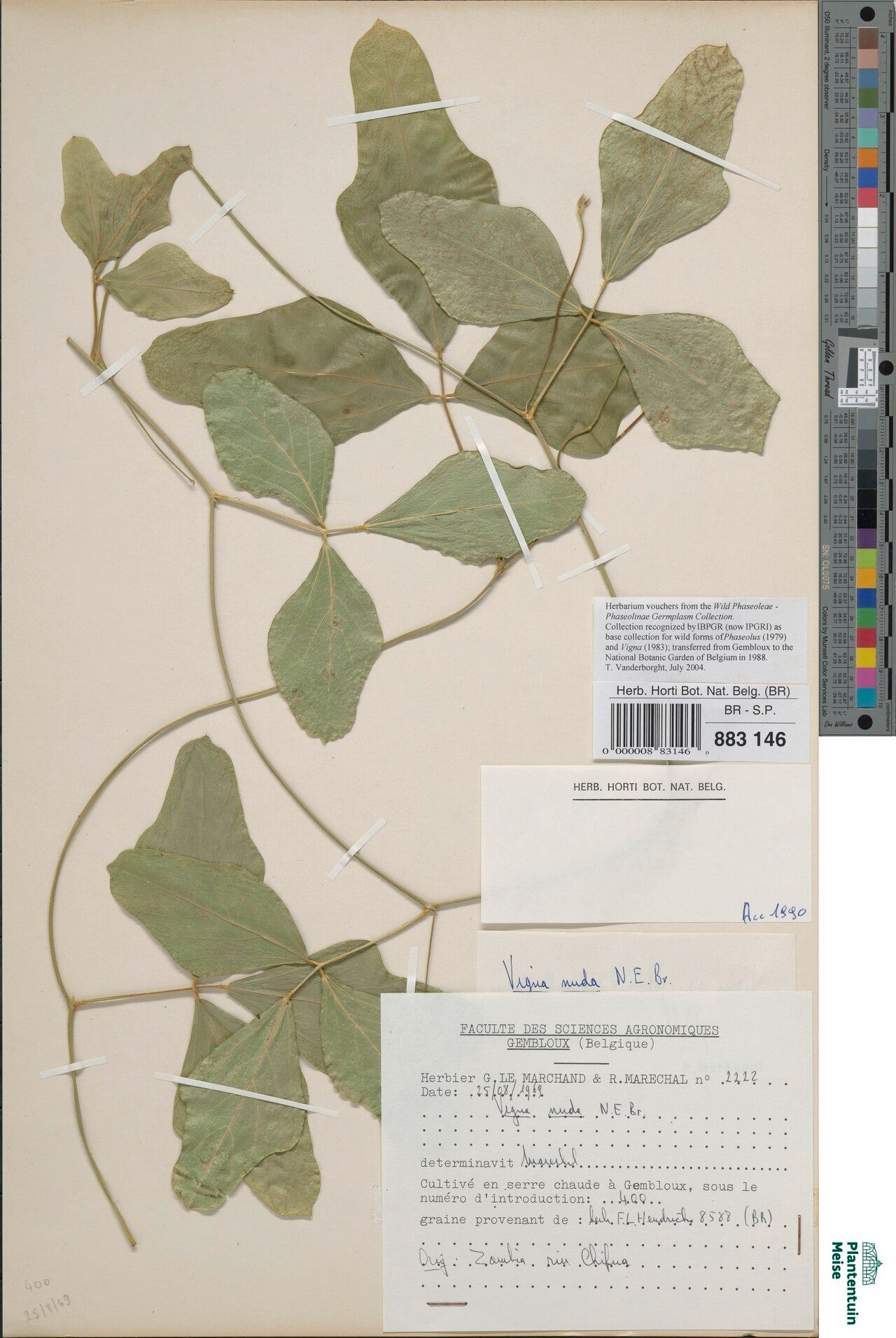 Vigna nuda — houseplant care guide