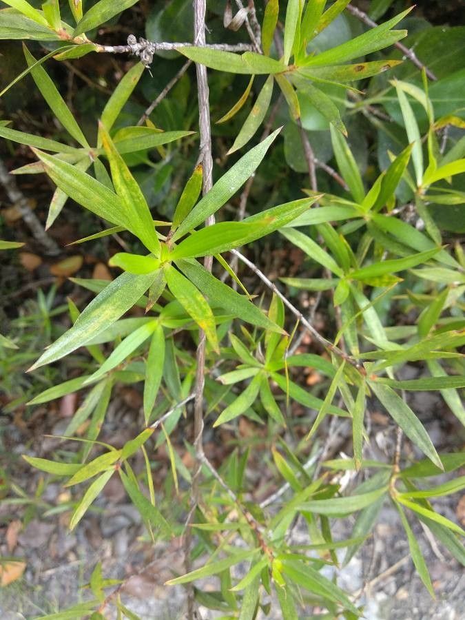 Ernodea littoralis — houseplant care guide