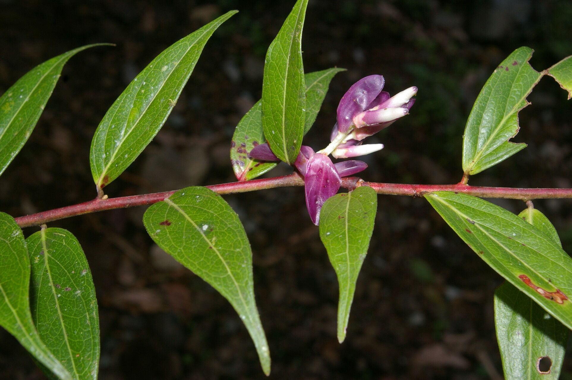 Cavendishia endresii habit