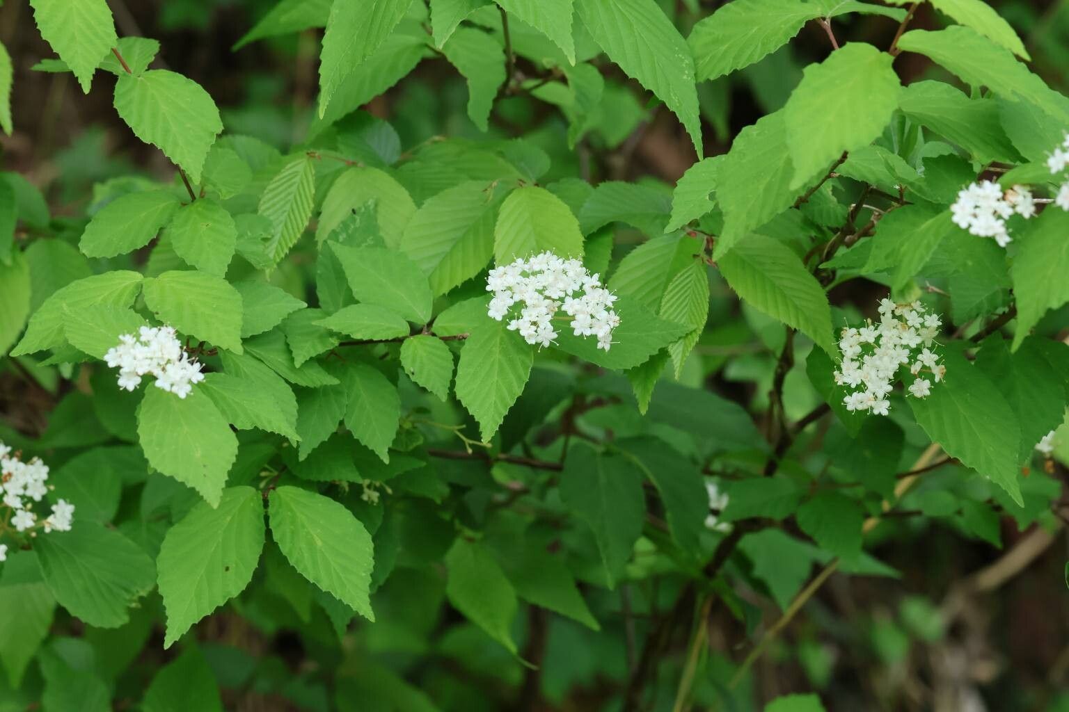 Viburnum erosum flower