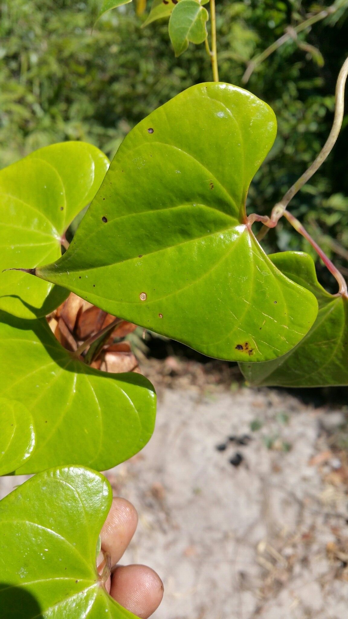 Dioscorea arcuatinervis leaf