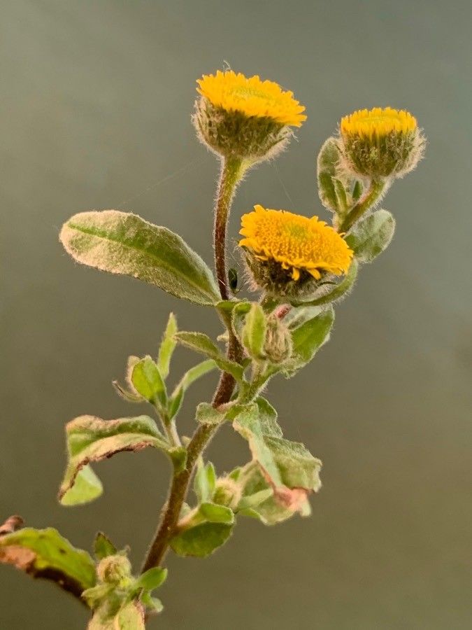 Pulicaria vulgaris flower