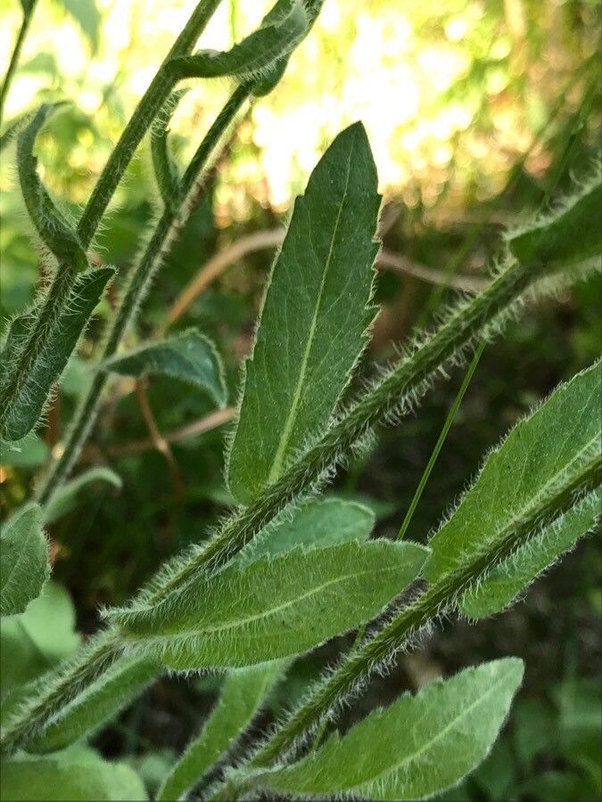 Erigeron glabellus bark