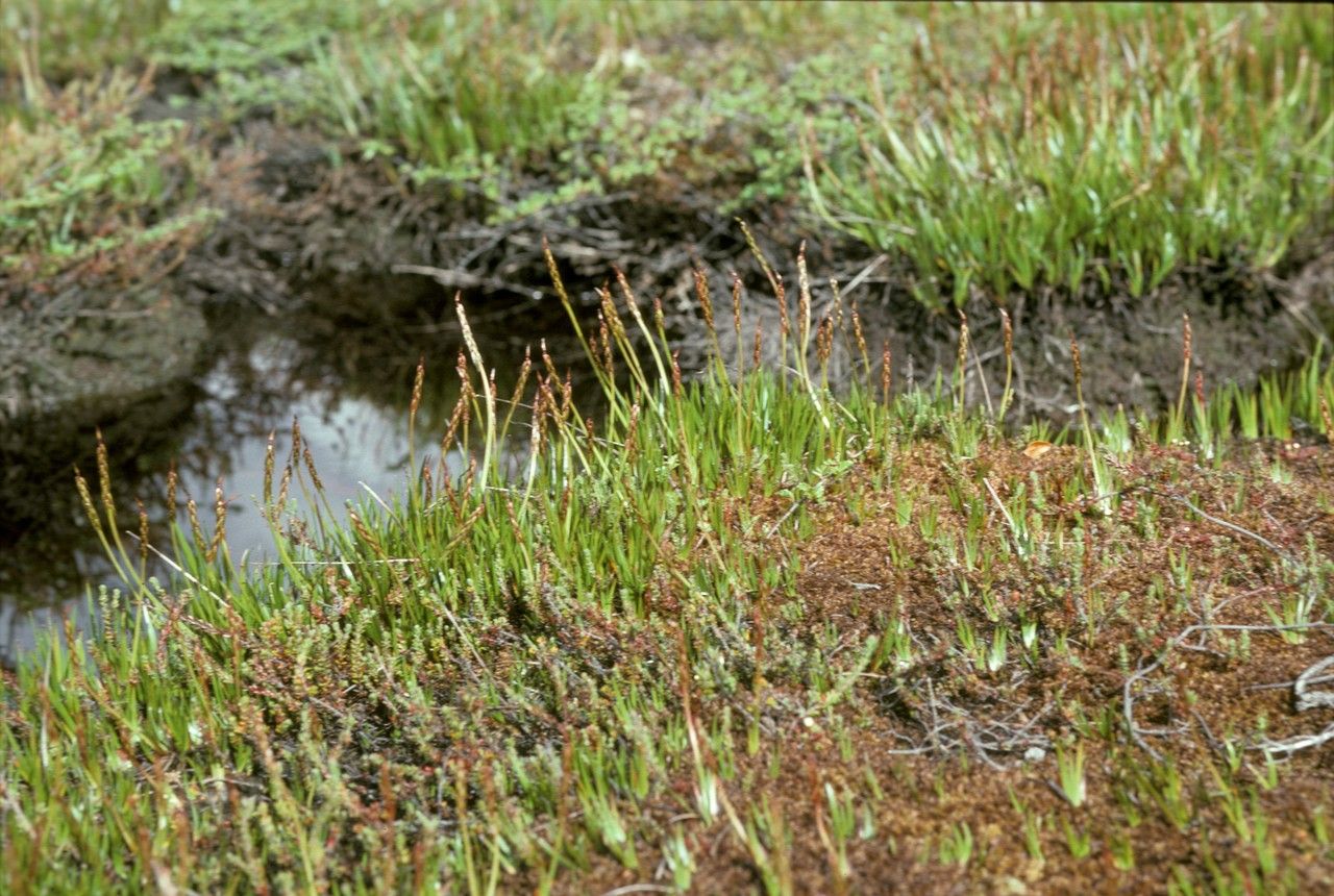 Tetroncium magellanicum habit
