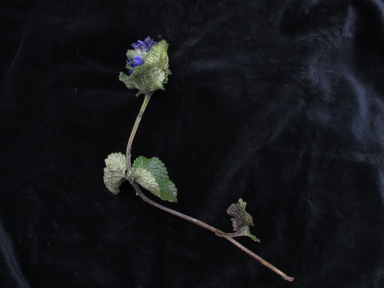 Dracocephalum wallichii habit