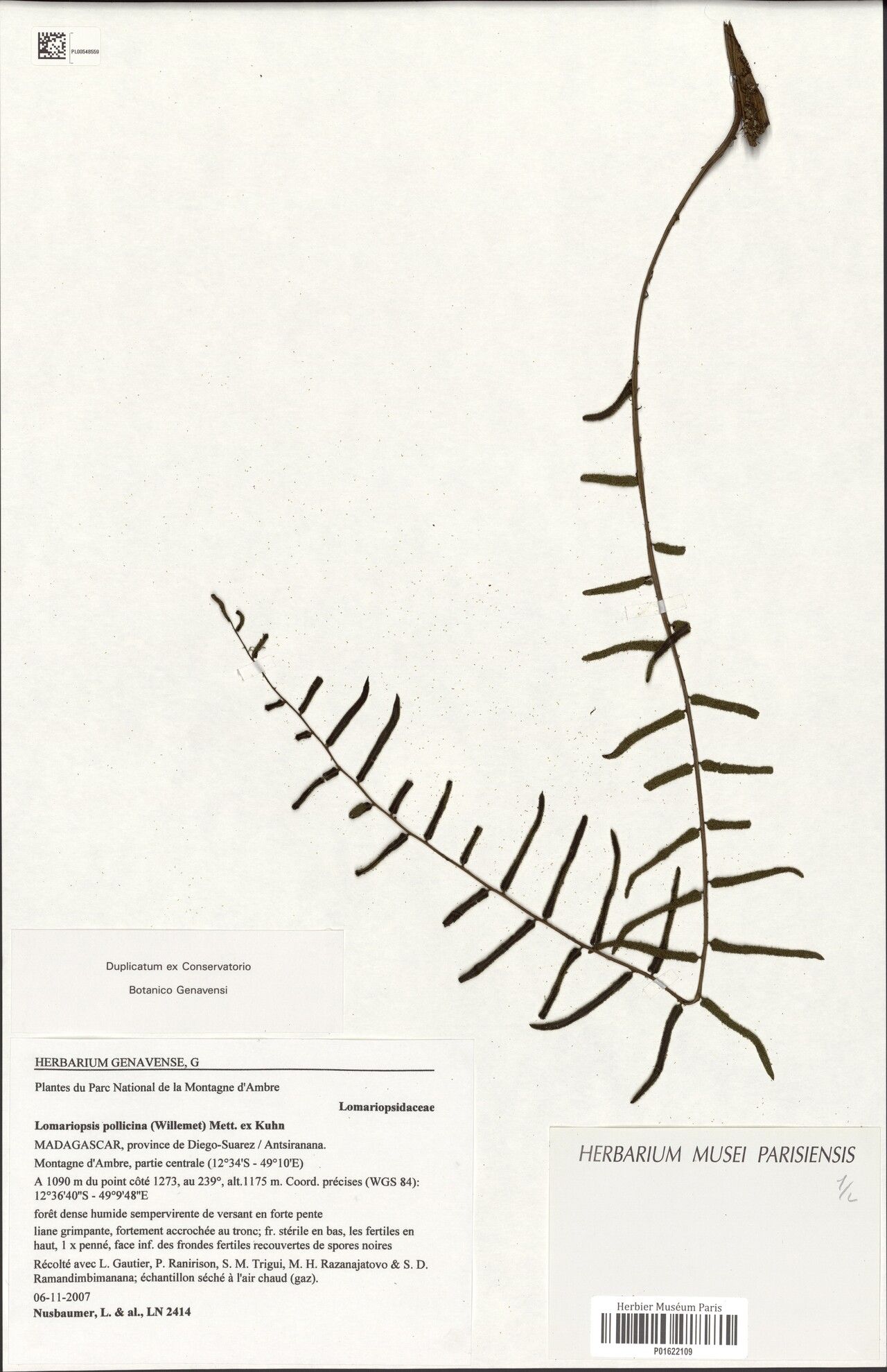 Lomariopsis cordata — related species from the same genus