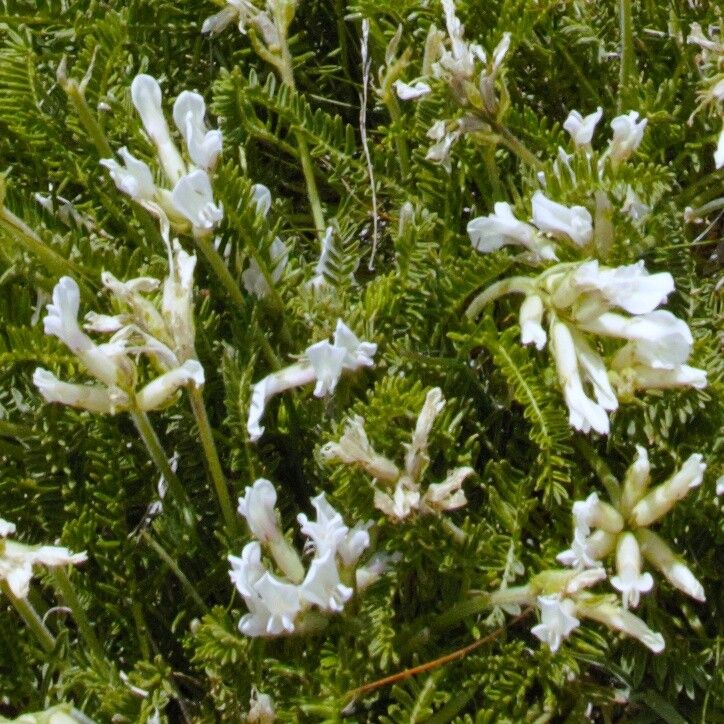 Oxytropis fetida flower