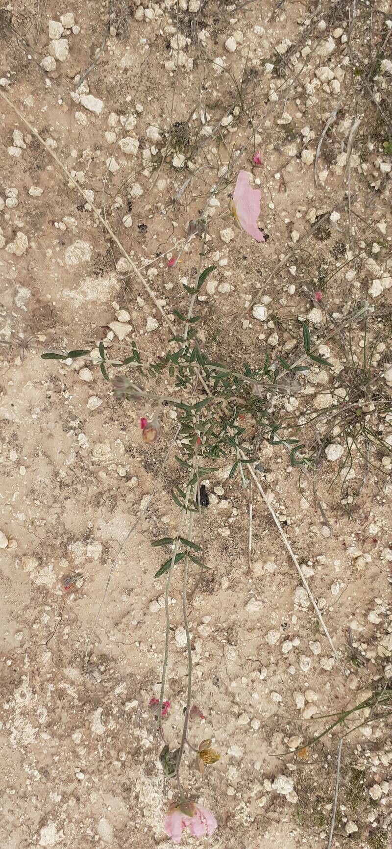 Helianthemum vesicarium habit