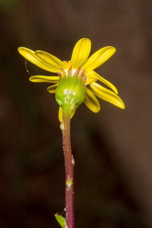 Senecio leucanthemifolius bark