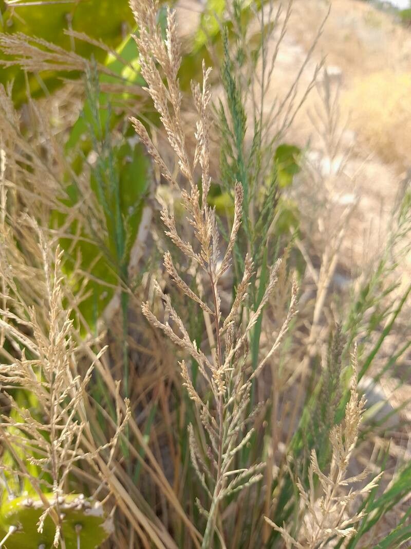 Diplachne fusca fruit