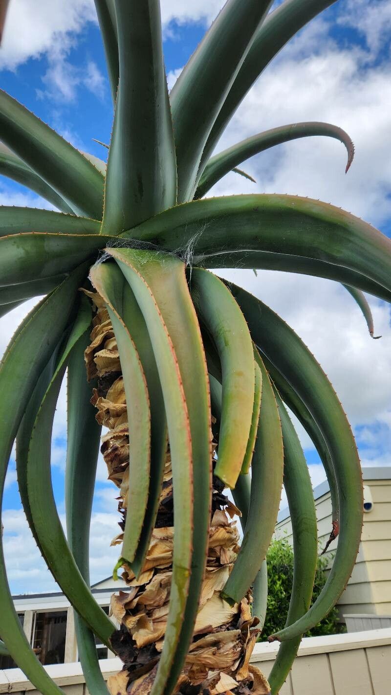 Aloe excelsa — search result for 'Zimbabwe'