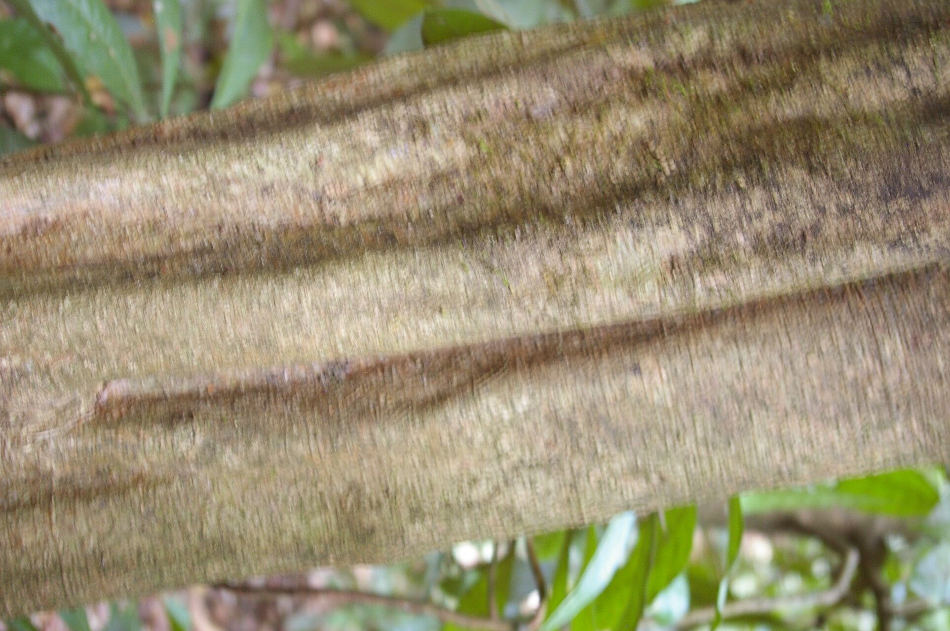 Aspidosperma rigidum bark